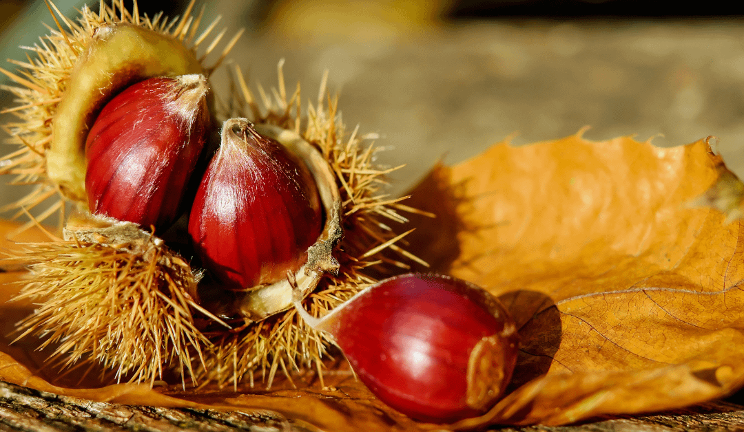 Adult English Courses – New Courses for November 2023